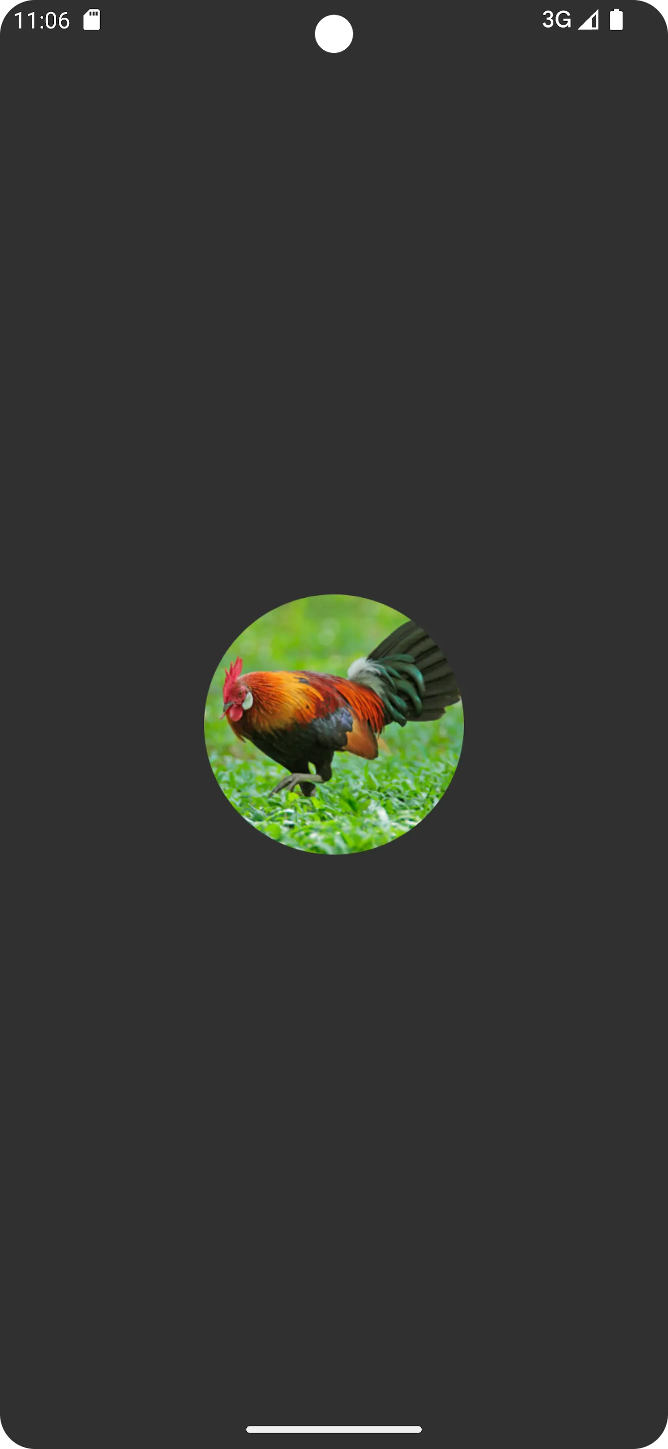 Red junglefowl sounds | Indus Appstore | Screenshot