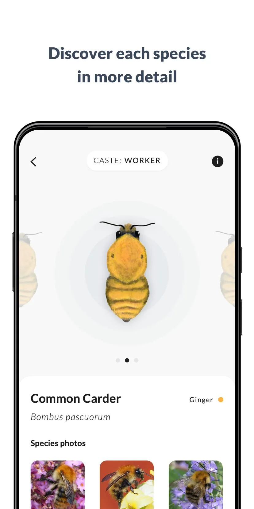 What’s that bumblebee | Indus Appstore | Screenshot