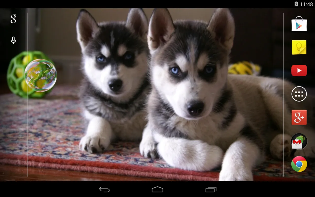 Husky puppies Live Wallpaper | Indus Appstore | Screenshot