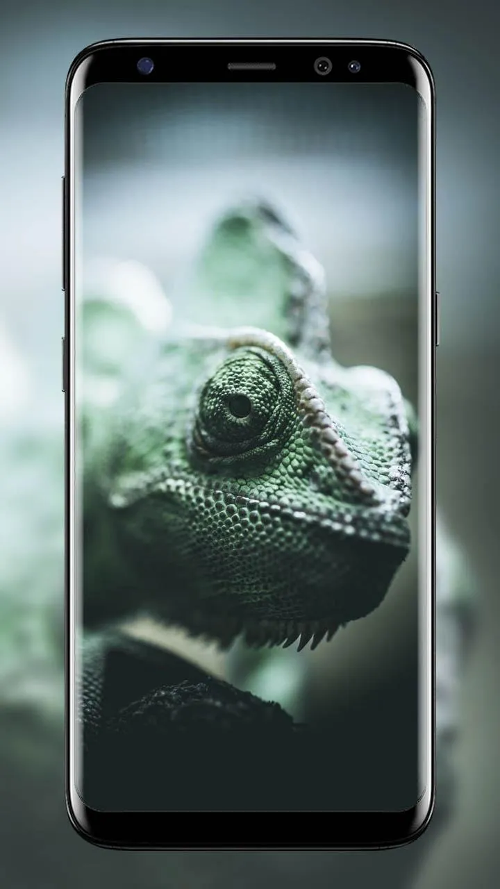 Chameleon wallpapers | Indus Appstore | Screenshot