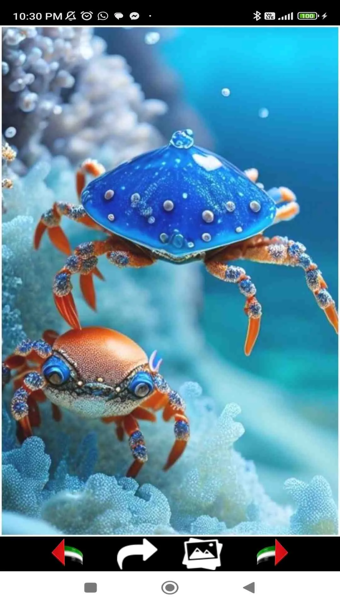 Sea Life Wallpapers | Indus Appstore | Screenshot