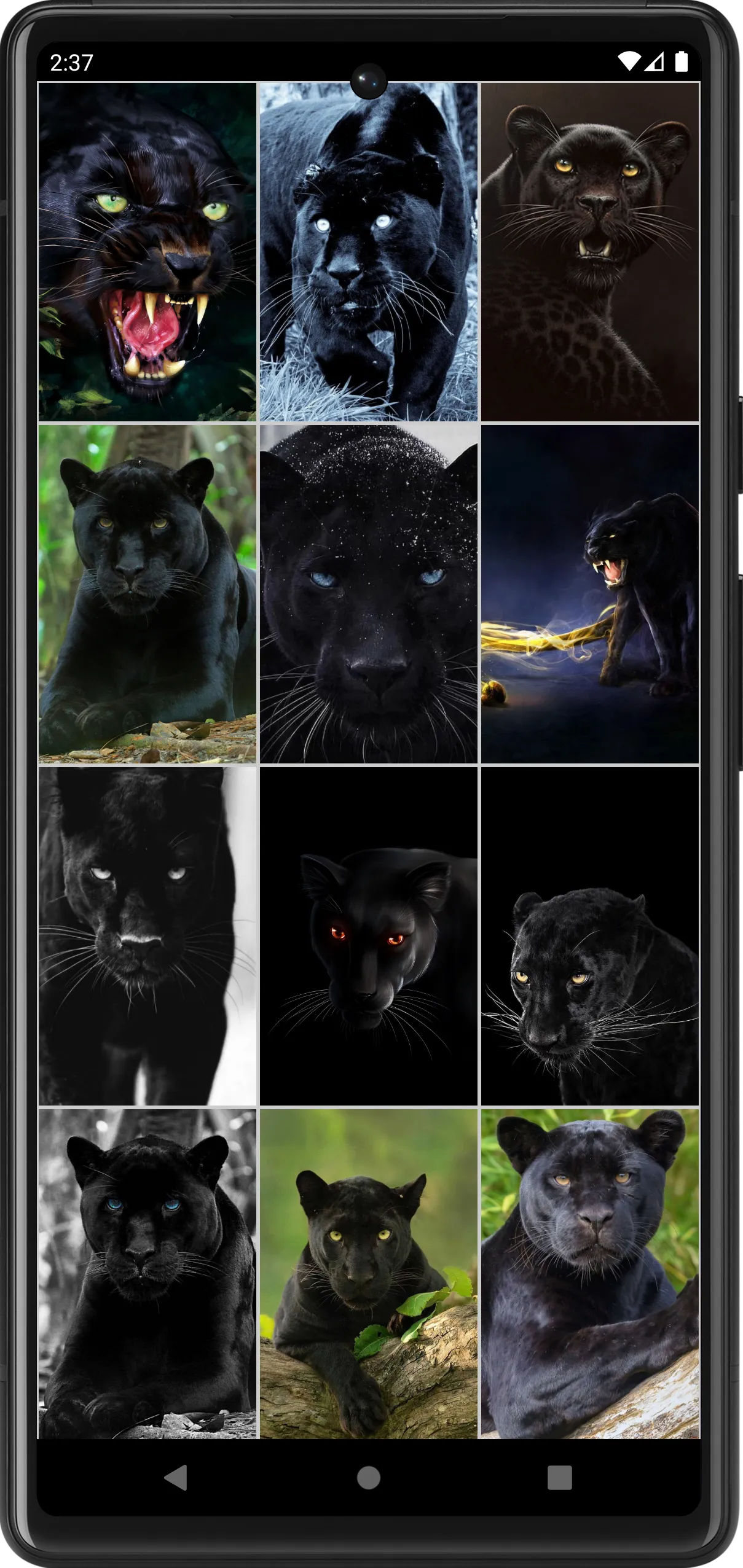 Panther Wallpapers | Indus Appstore | Screenshot