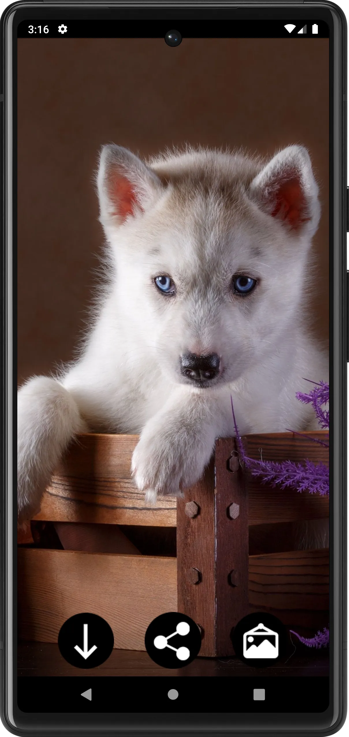 Husky Puppies Wallpapers | Indus Appstore | Screenshot