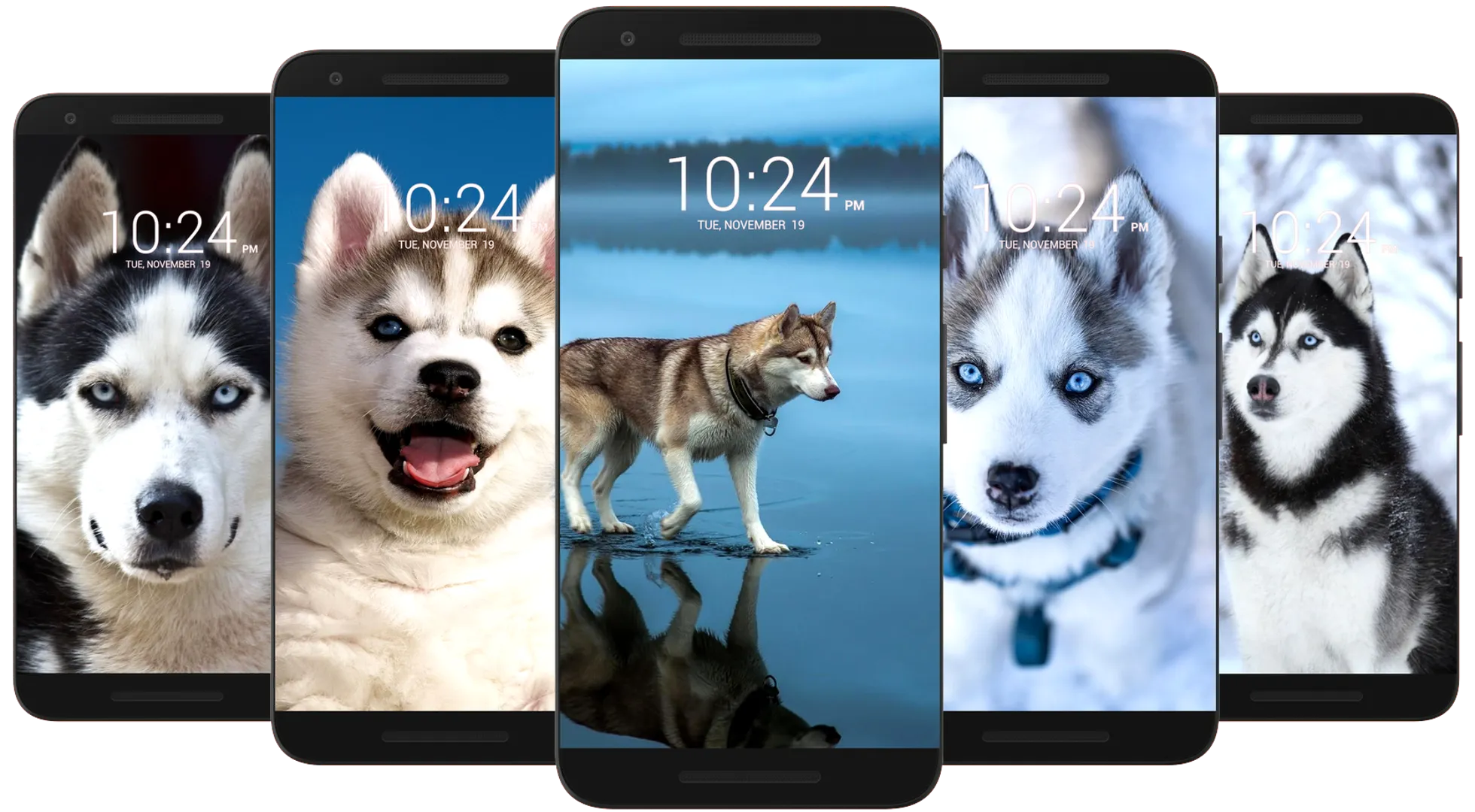 Husky Dog Wallpaper HD | Indus Appstore | Screenshot