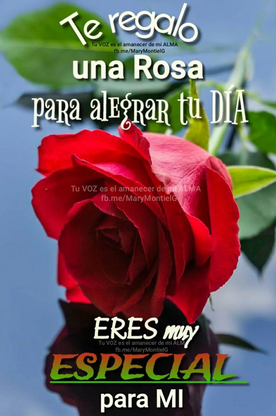 Rosas con Frases Bonitas | Indus Appstore | Screenshot