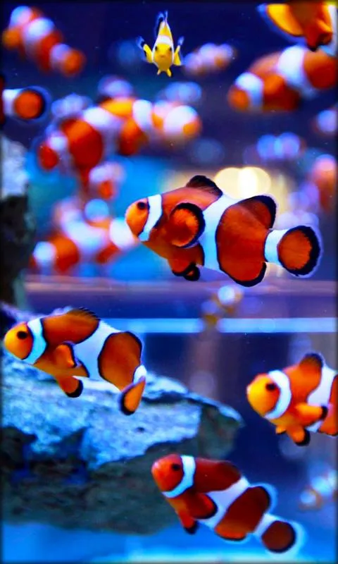 Aquarium Live Wallpaper | Indus Appstore | Screenshot