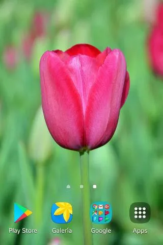 Tulip Wallpapers | Indus Appstore | Screenshot