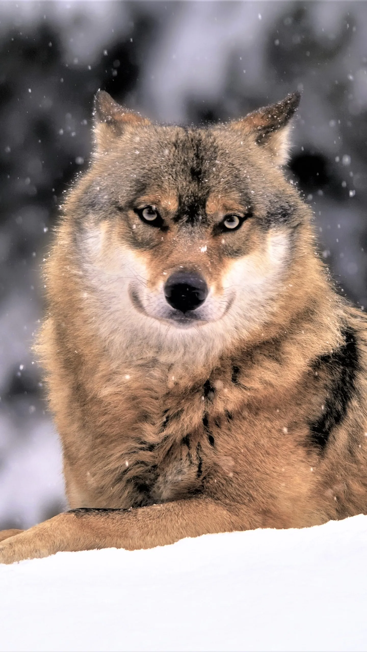 Wolf Wallpapers | Indus Appstore | Screenshot