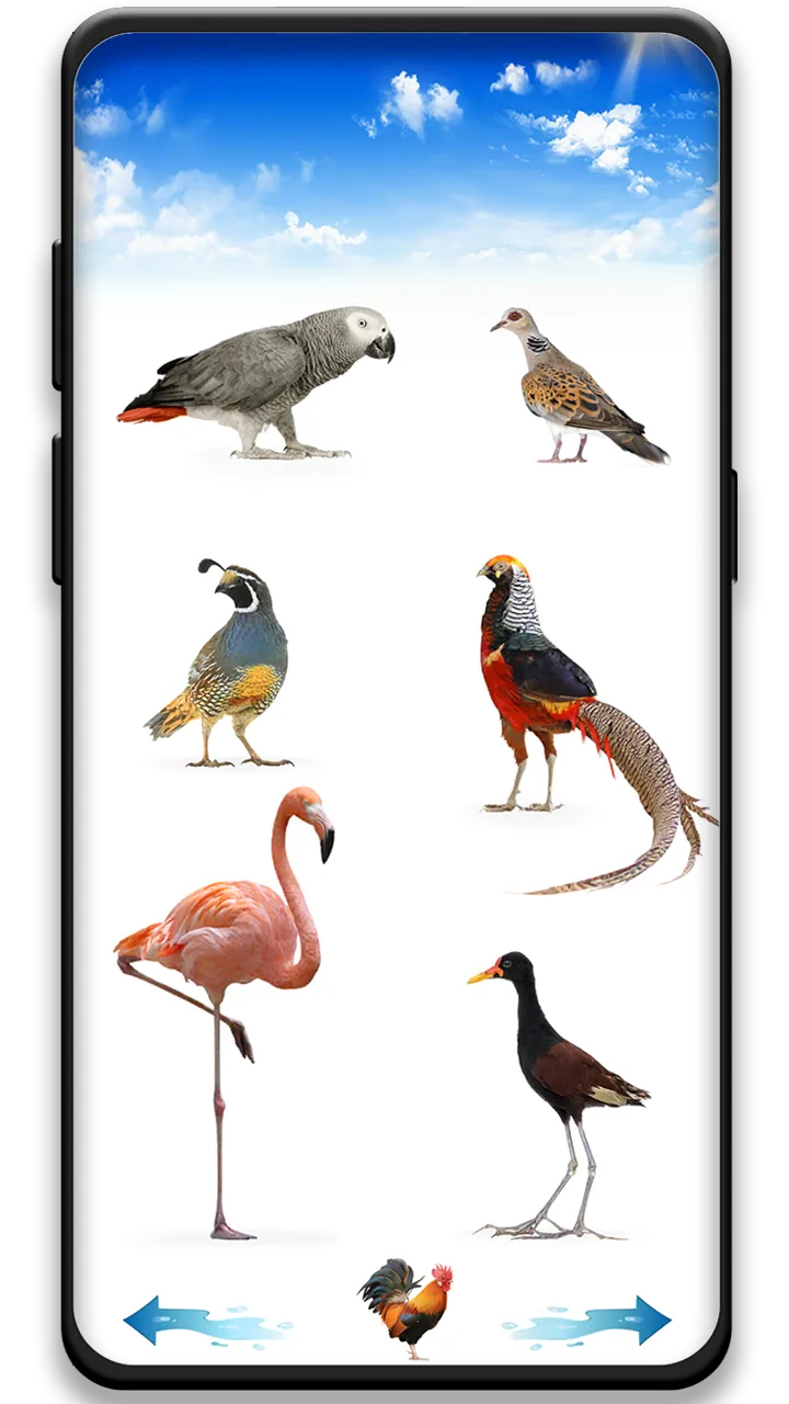 Bird sounds | Indus Appstore | Screenshot