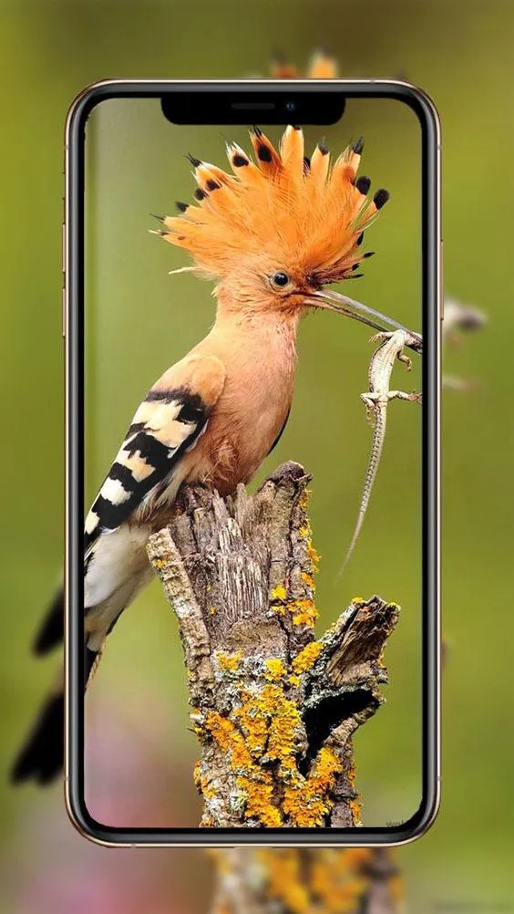 Birds Wallpaper | Indus Appstore | Screenshot