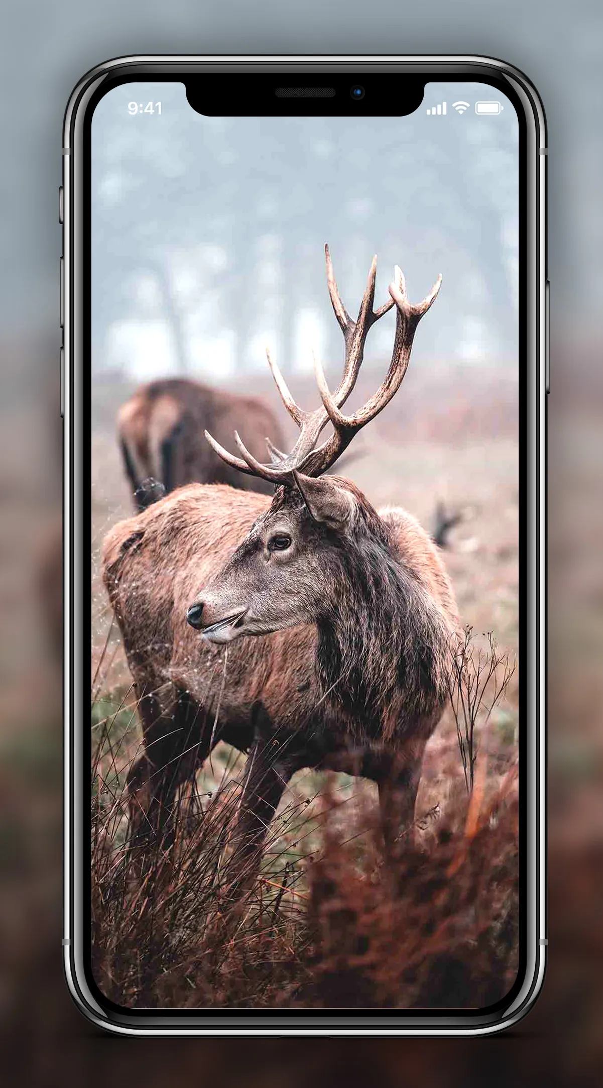 Deer Wallpapers | Indus Appstore | Screenshot