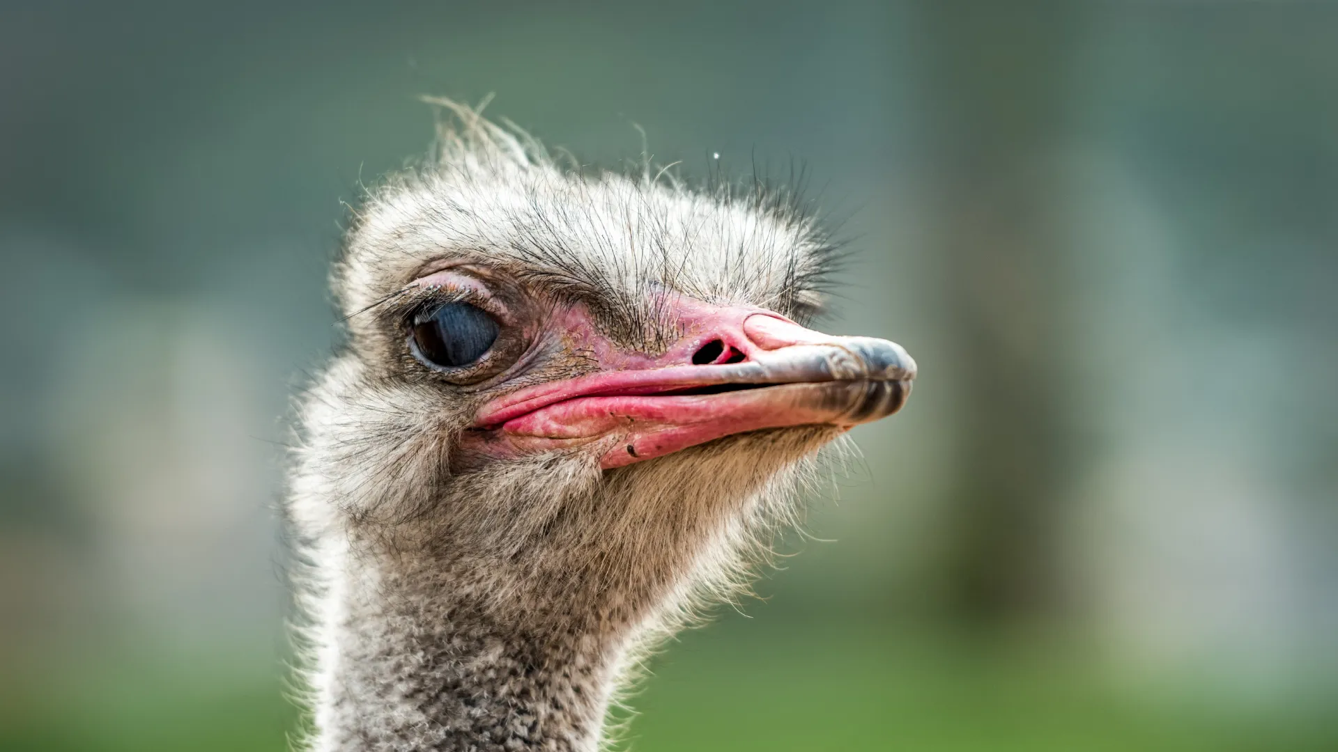 Ostrich and Emu Sounds | Indus Appstore | Screenshot