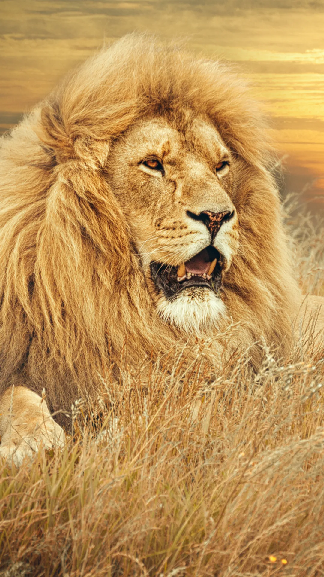 Lion Wallpapers HD | Indus Appstore | Screenshot