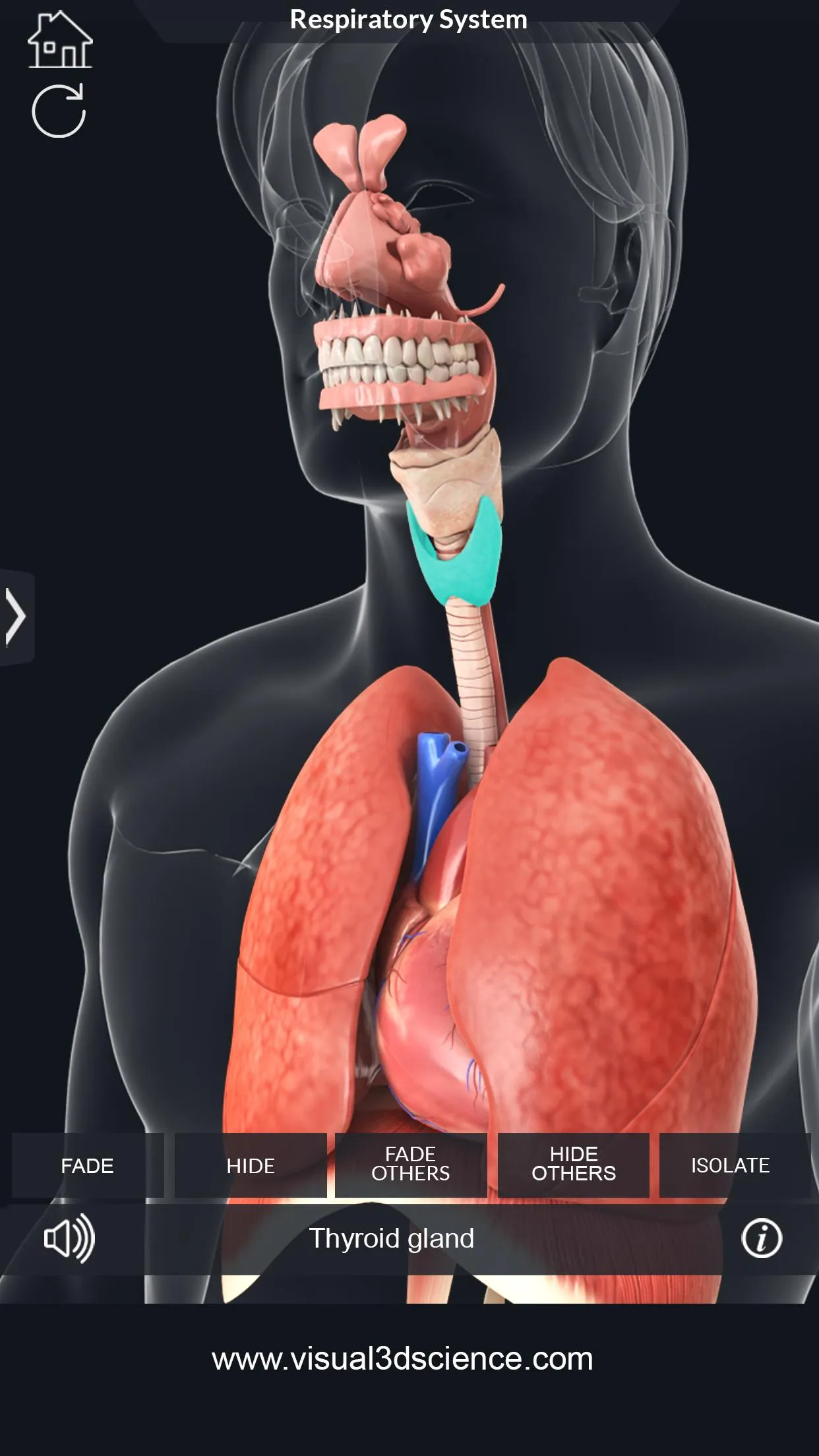 Respiratory System Anatomy | Indus Appstore | Screenshot