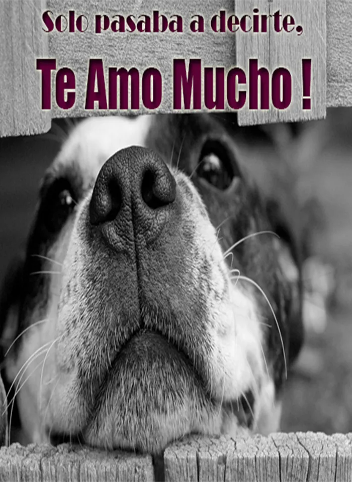 Imagenes de Perros con Fondos | Indus Appstore | Screenshot