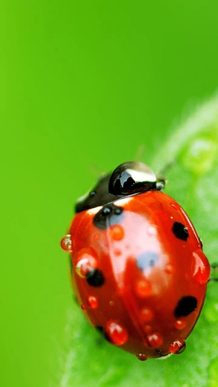 Ladybug Live Wallpaper | Indus Appstore | Screenshot