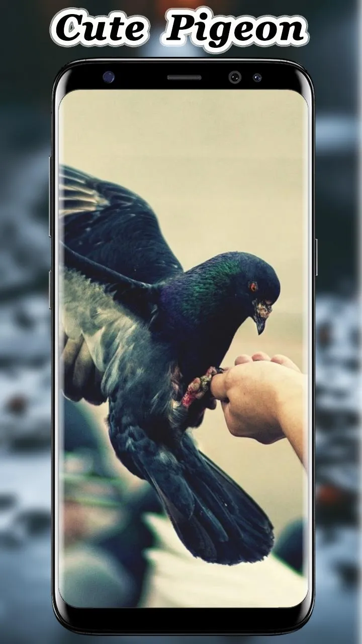 Cute Pigeon wallpaper | Indus Appstore | Screenshot