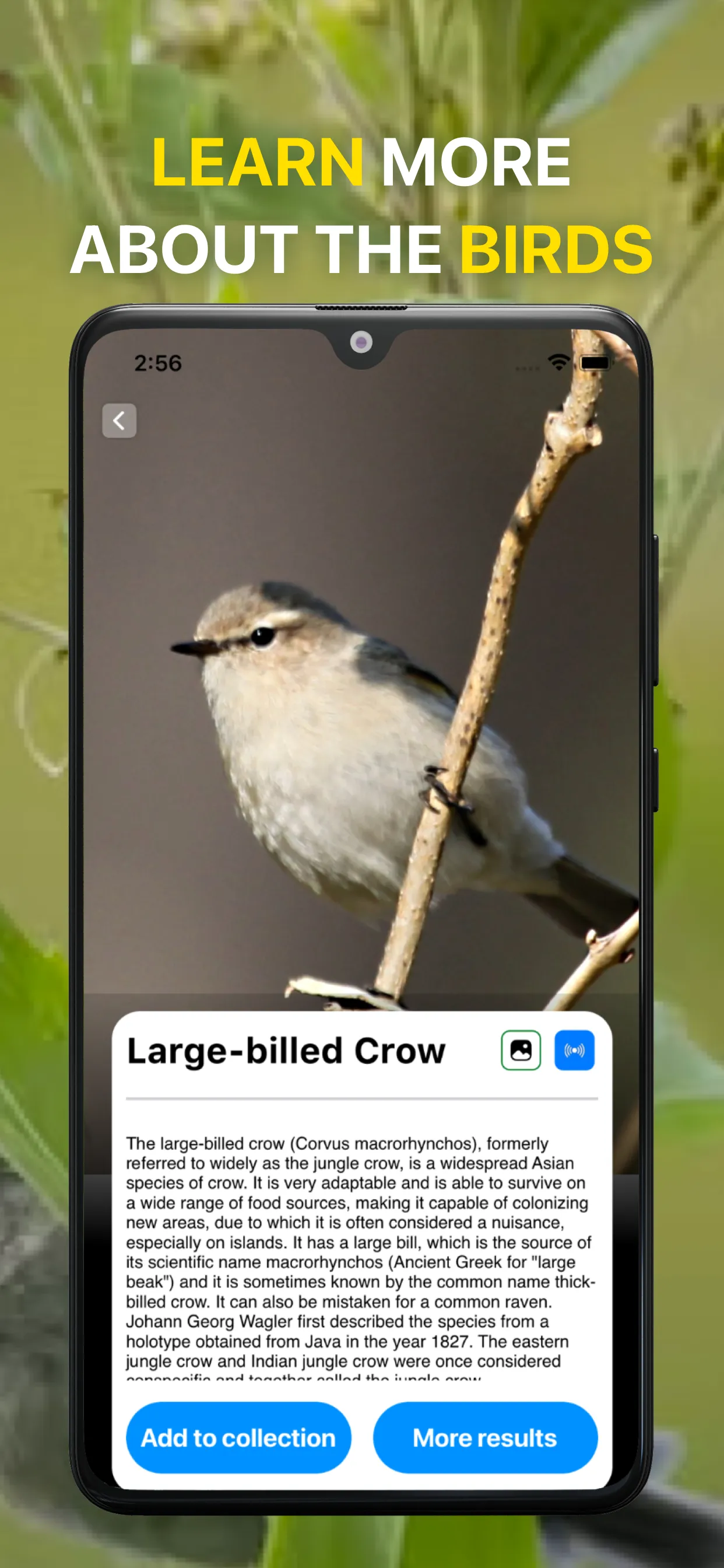 Bird Sound Identifier Bird ID | Indus Appstore | Screenshot