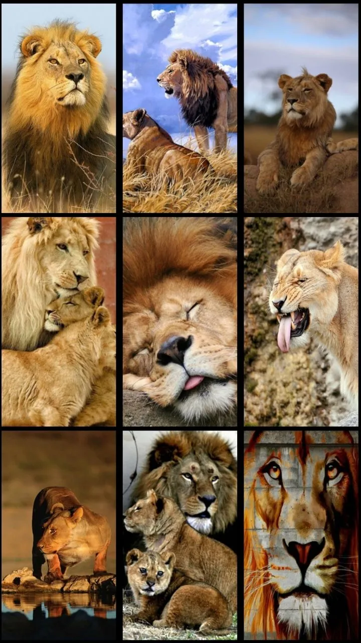 Lion Wallpaper | Indus Appstore | Screenshot