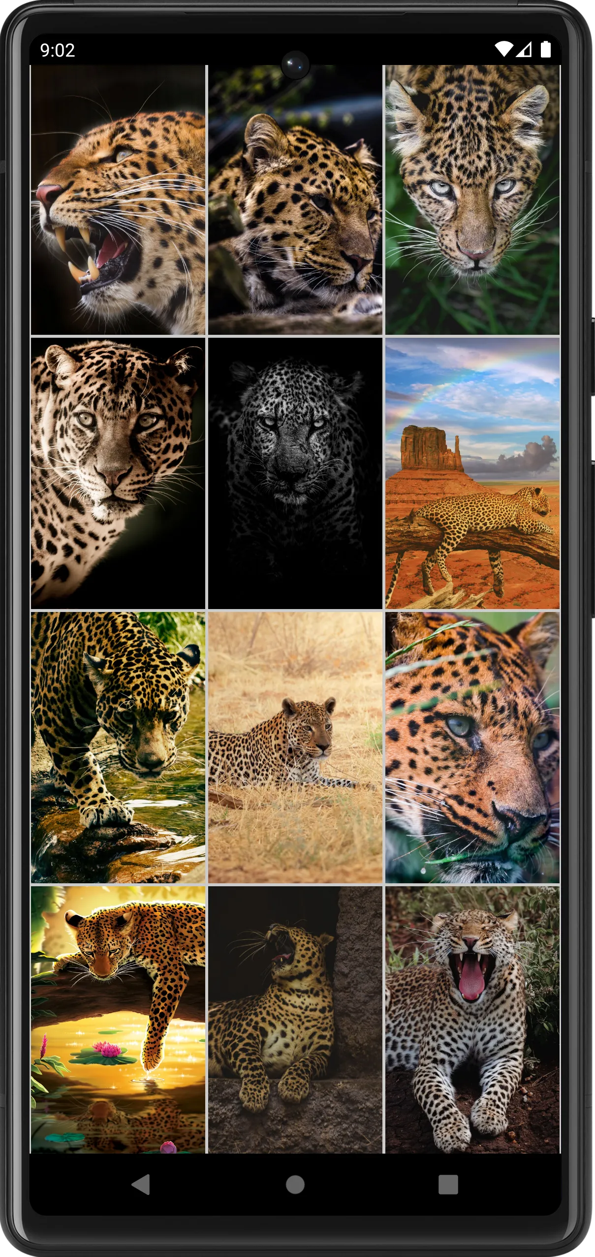 Leopard Wallpapers | Indus Appstore | Screenshot