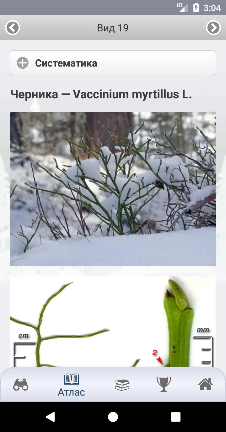 EcoGuide: Trees in Winter | Indus Appstore | Screenshot