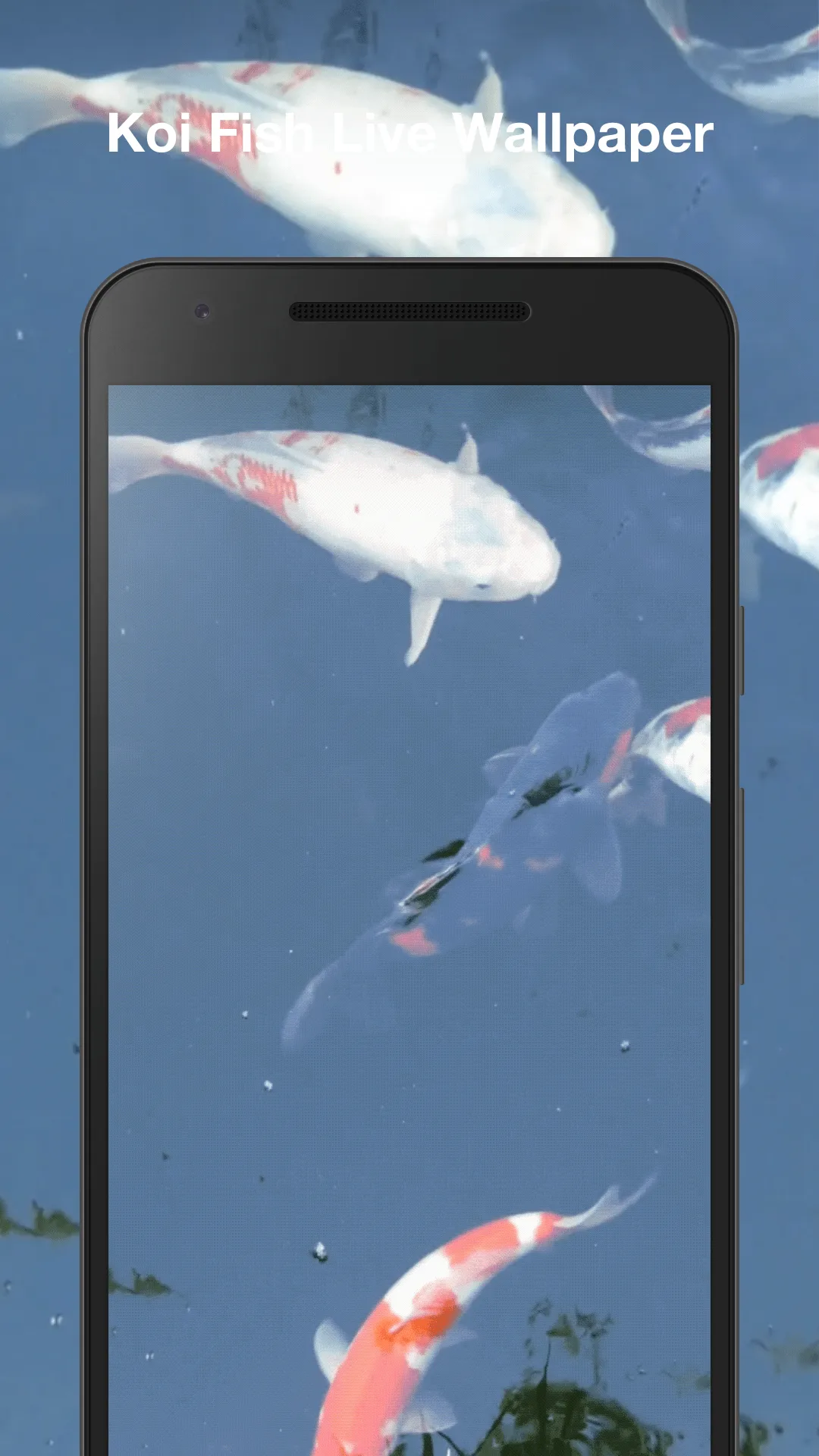 Koi Fish Live Wallpaper | Indus Appstore | Screenshot