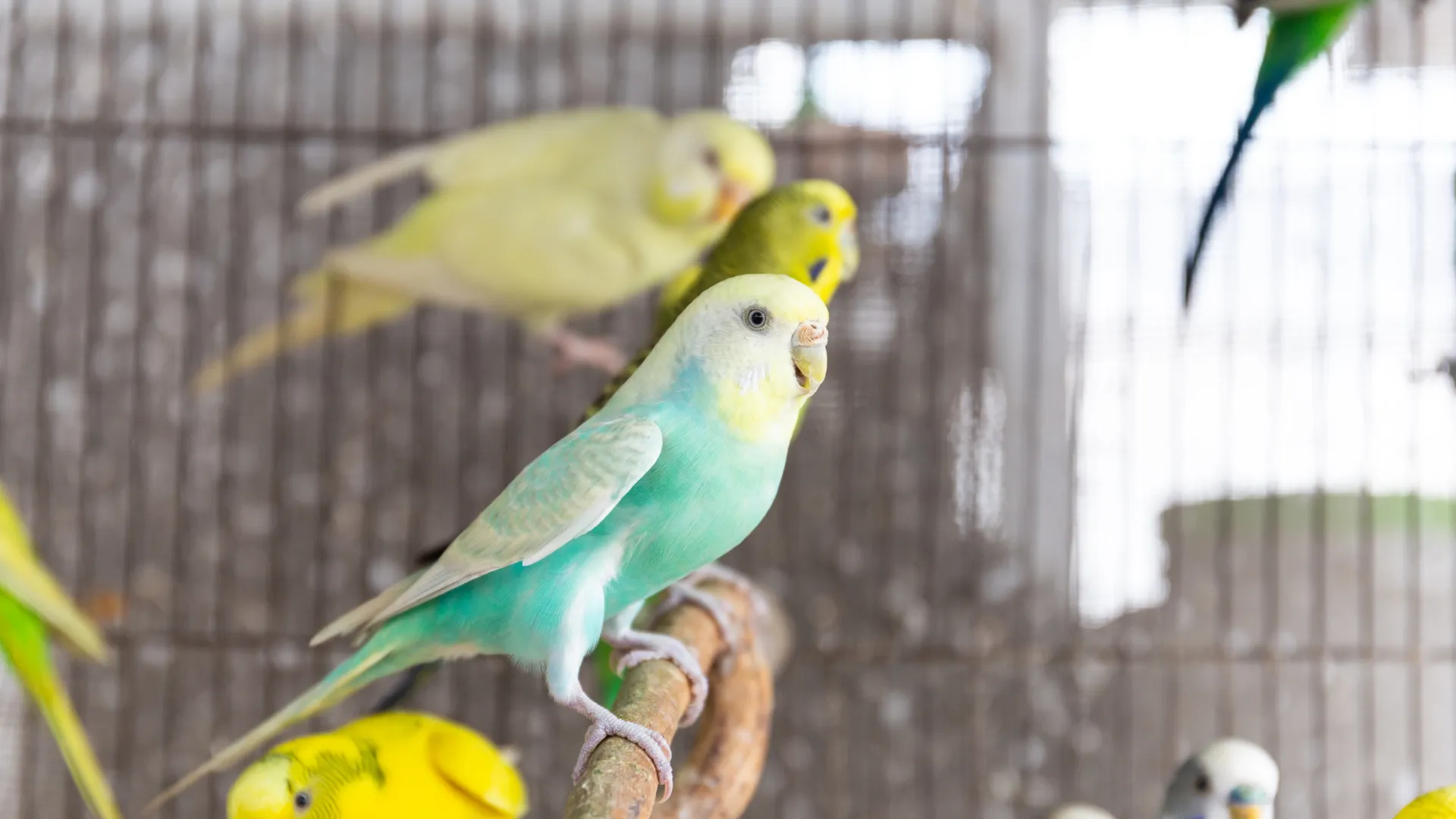 Budgerigar Sounds | Indus Appstore | Screenshot