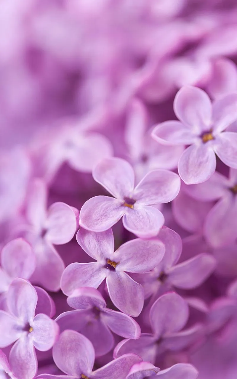 Lilac Flowers Live Wallpaper | Indus Appstore | Screenshot