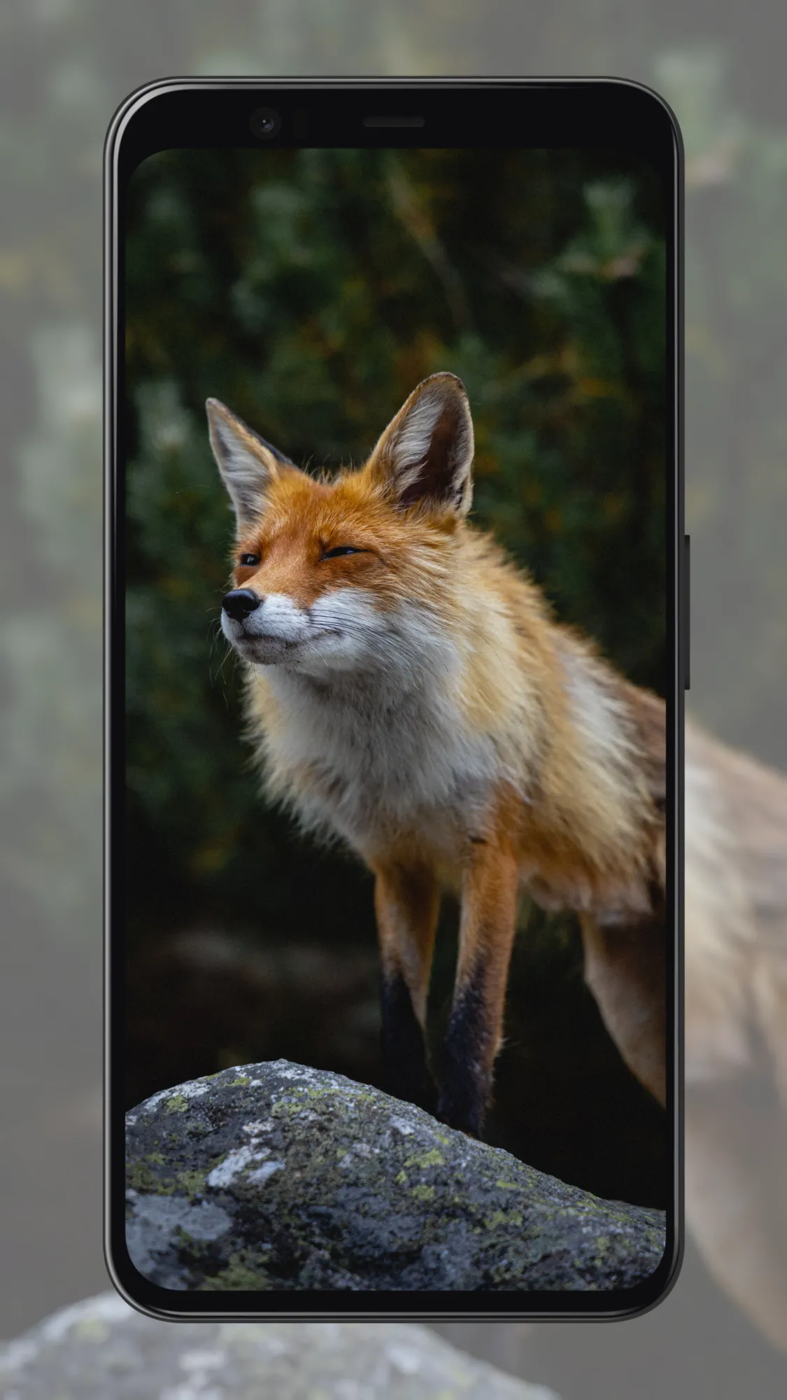 Fox Wallpapers | Indus Appstore | Screenshot