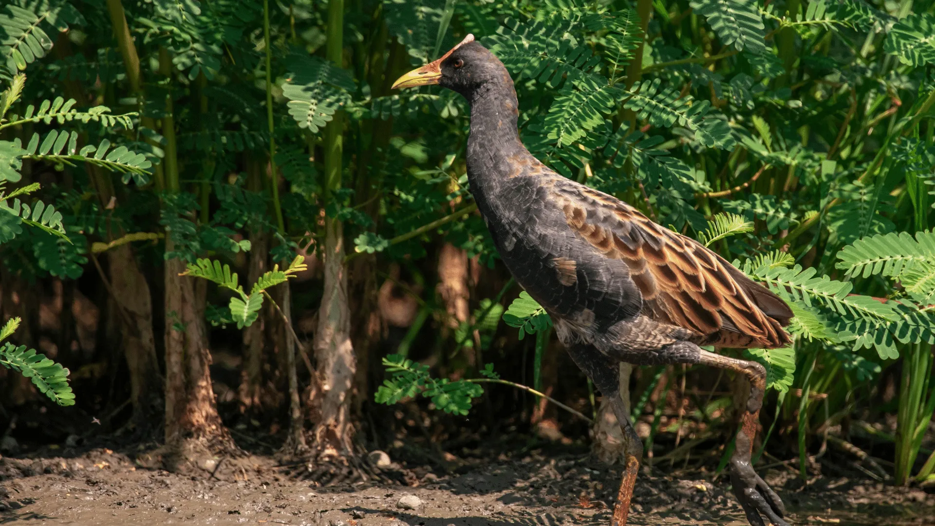 Watercock Sounds | Indus Appstore | Screenshot