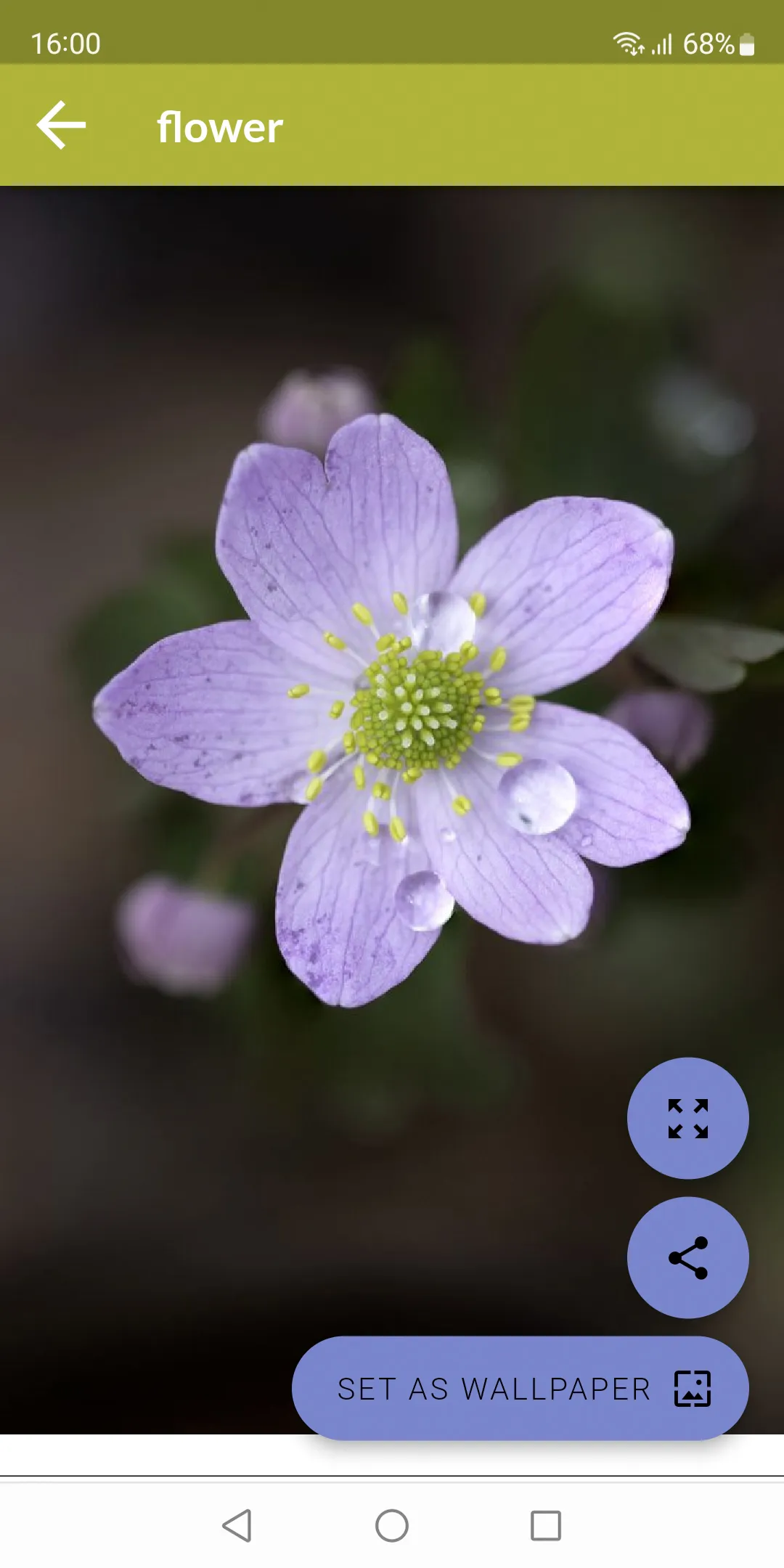 Flower Wallpapers | Indus Appstore | Screenshot