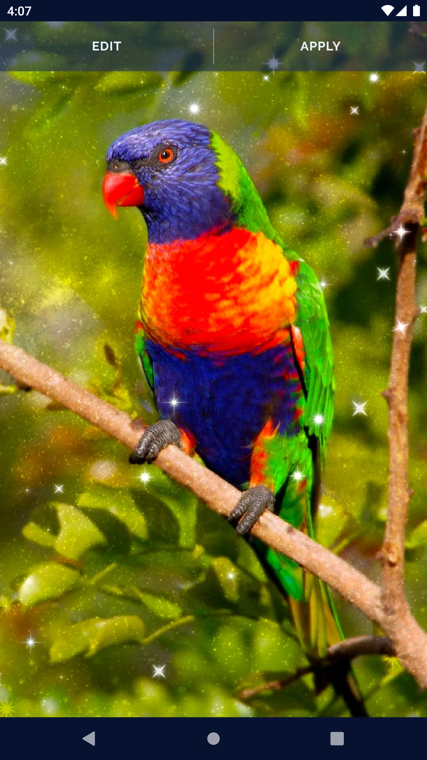 Bird Parrots HD Live Wallpaper | Indus Appstore | Screenshot