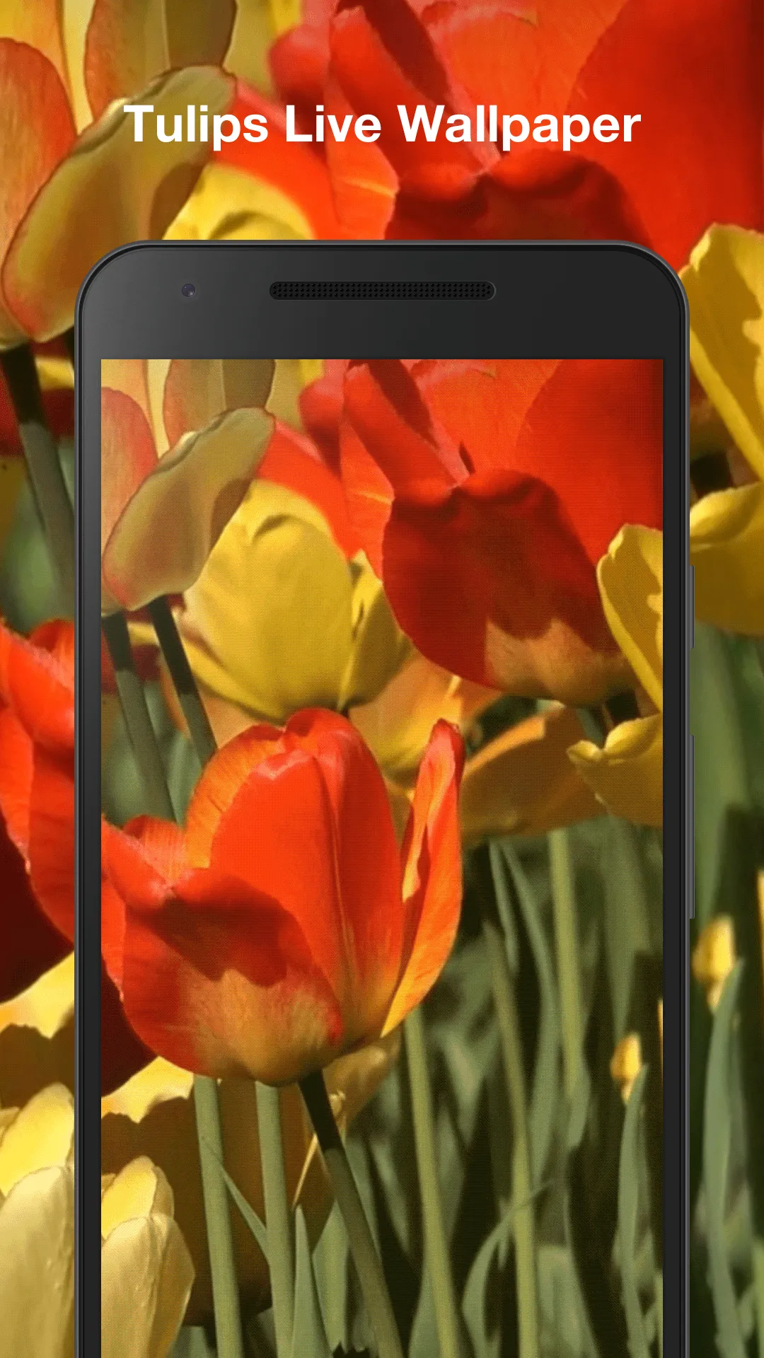 Tulips Live Wallpaper | Indus Appstore | Screenshot