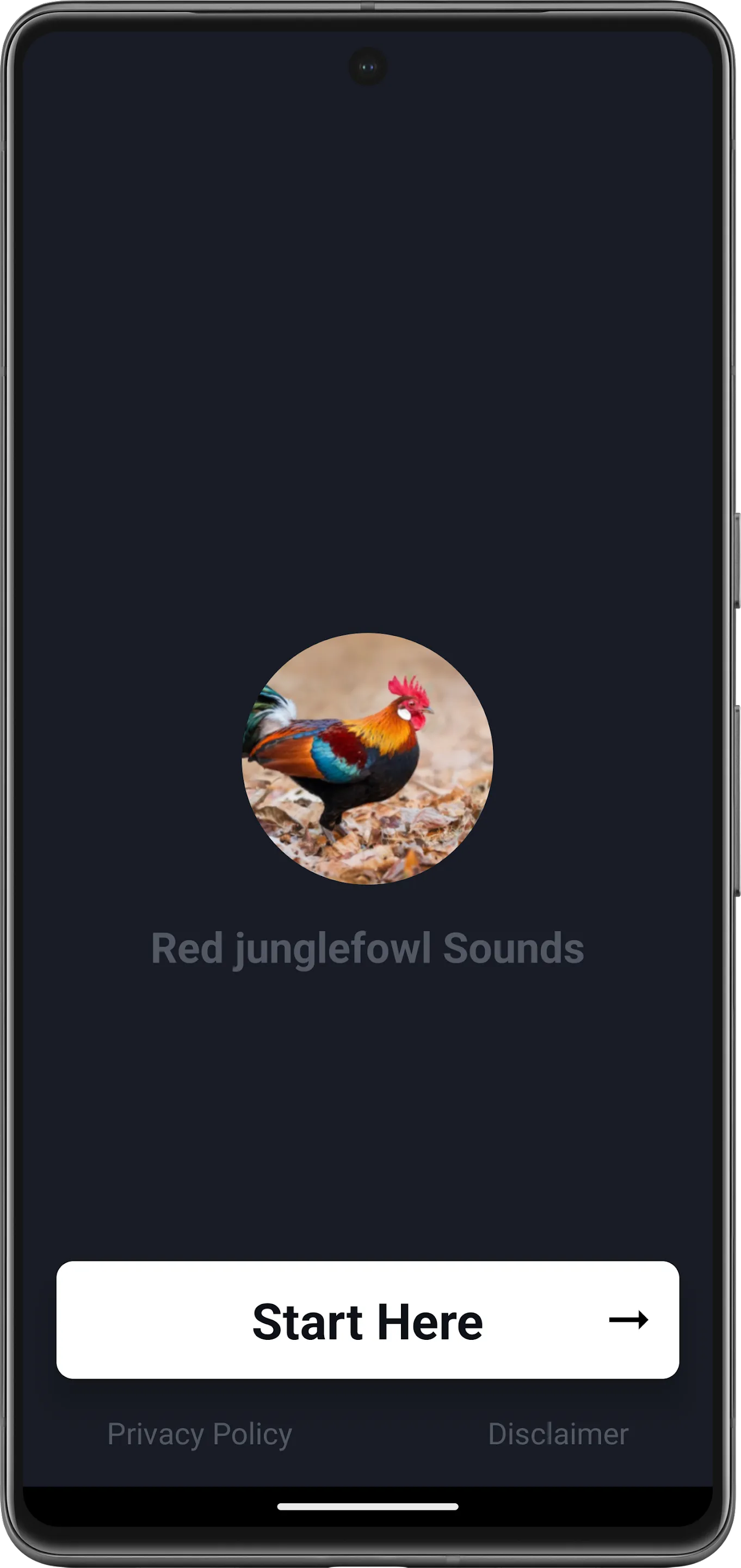 Red junglefowl | Indus Appstore | Screenshot