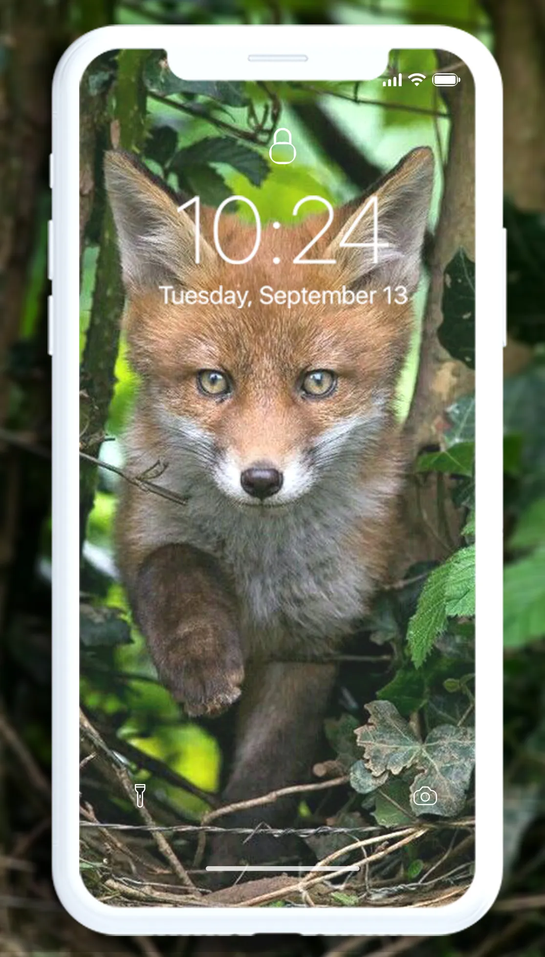 Fox Wallpaper | Indus Appstore | Screenshot