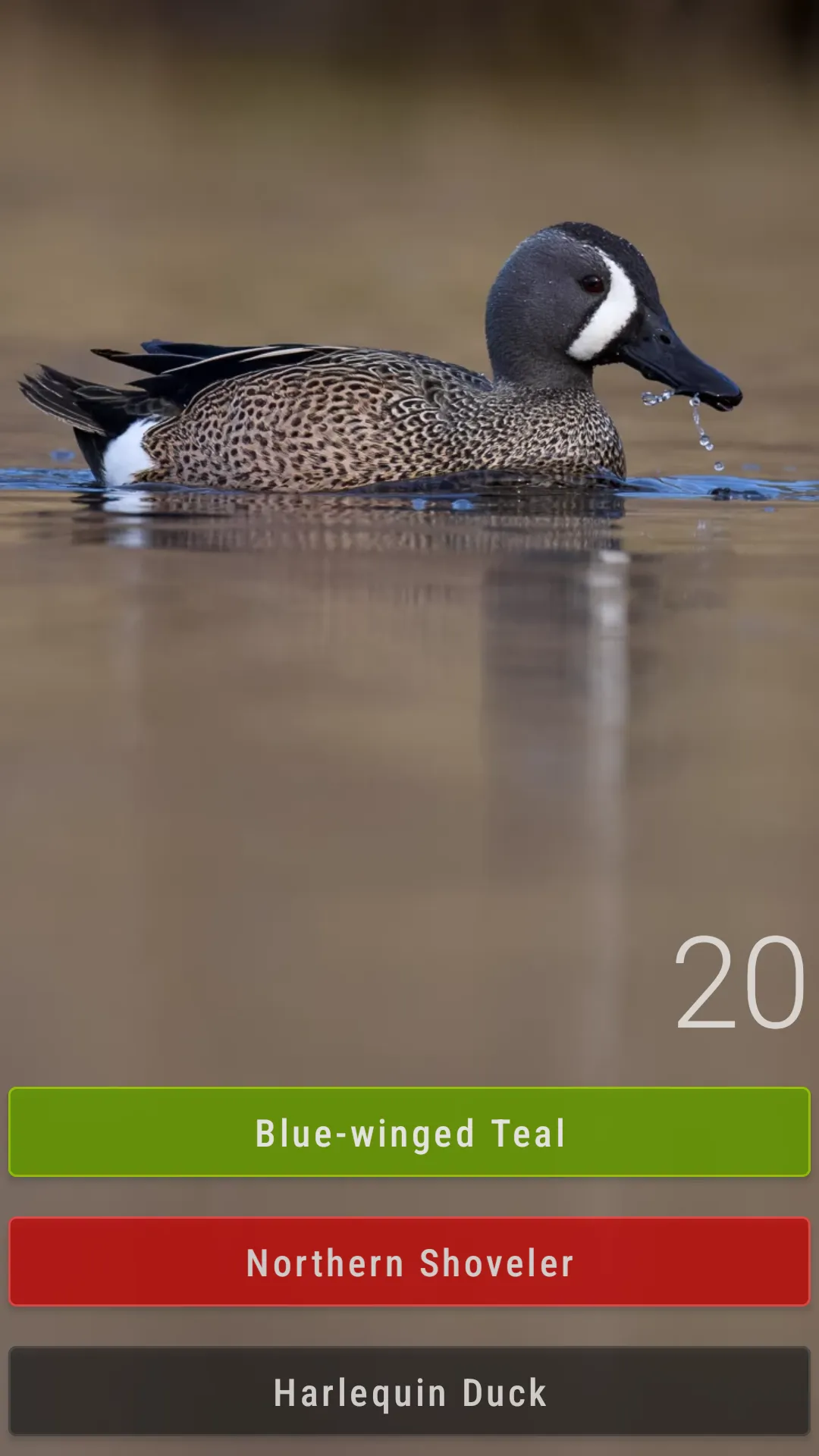 Little Bird Quiz: Aves Europe | Indus Appstore | Screenshot