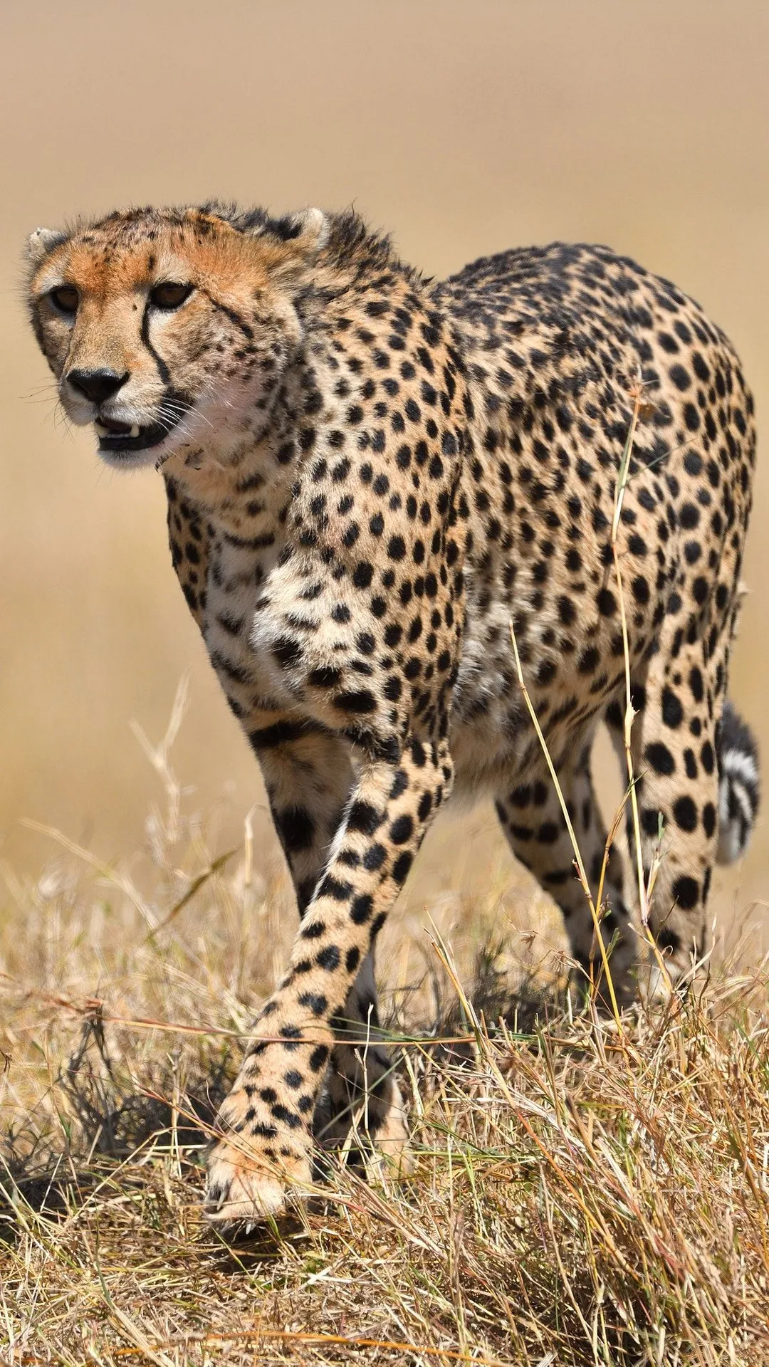 Cheetah Wallpapers | Indus Appstore | Screenshot