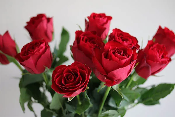 Rosas Rojas y Flores Hermosas | Indus Appstore | Screenshot