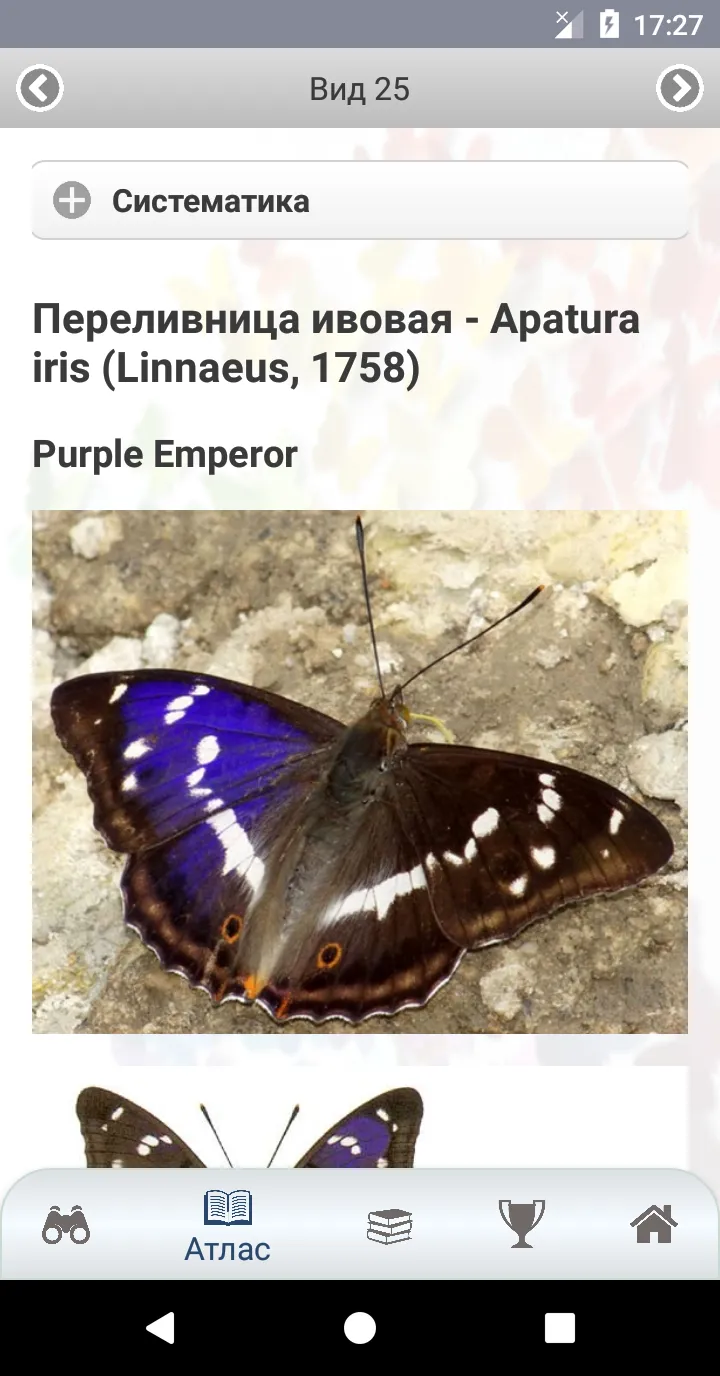 EcoGuide: Russian Butterflies | Indus Appstore | Screenshot