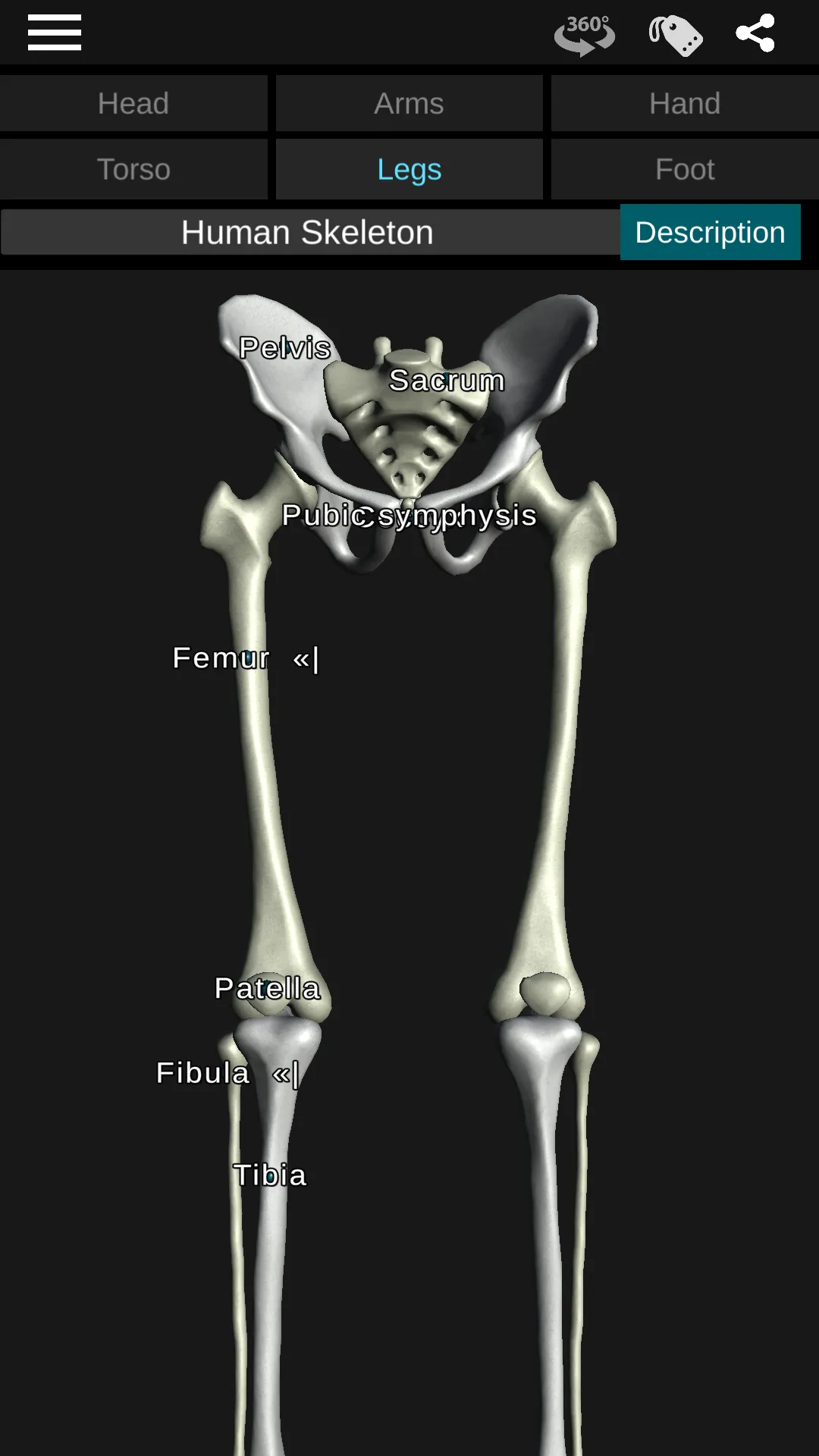 Osseous System in 3D (Anatomy) | Indus Appstore | Screenshot