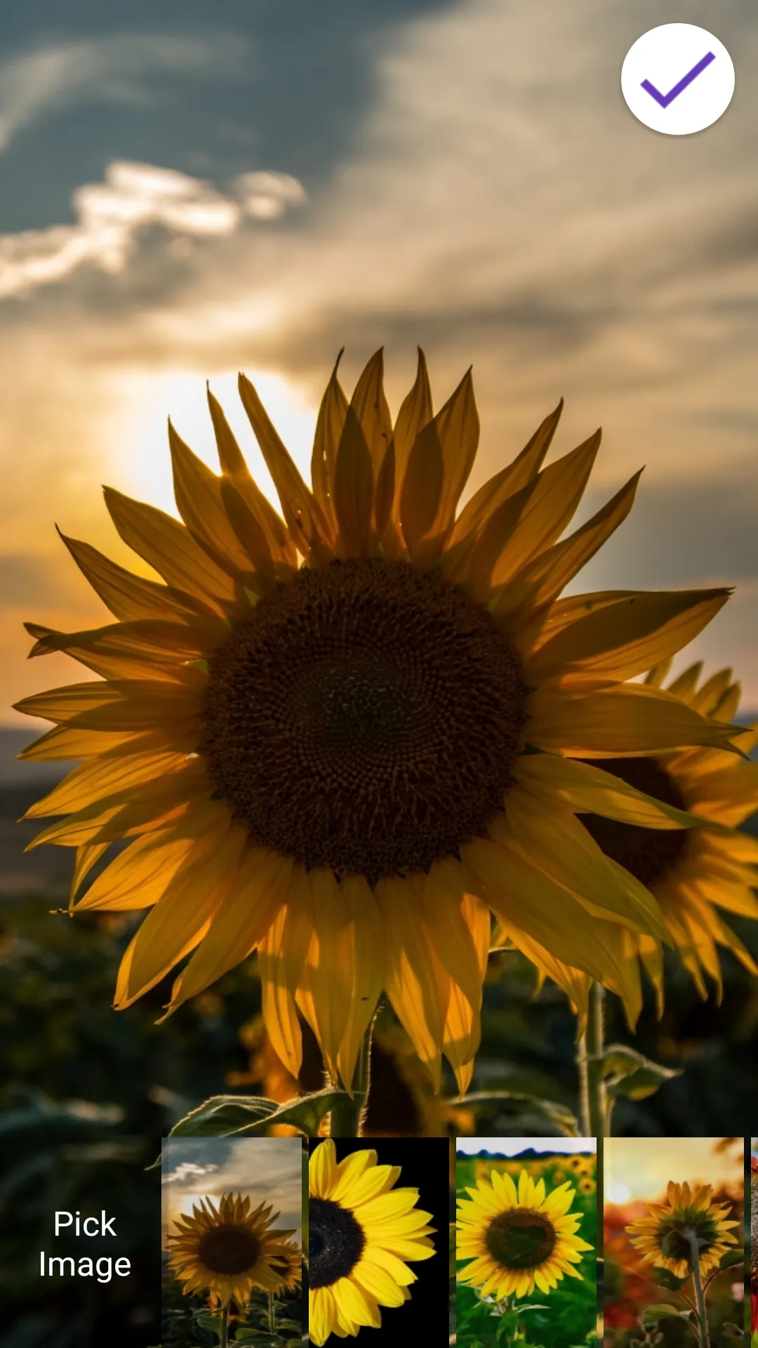 Sunflower Passcode Lock Screen | Indus Appstore | Screenshot