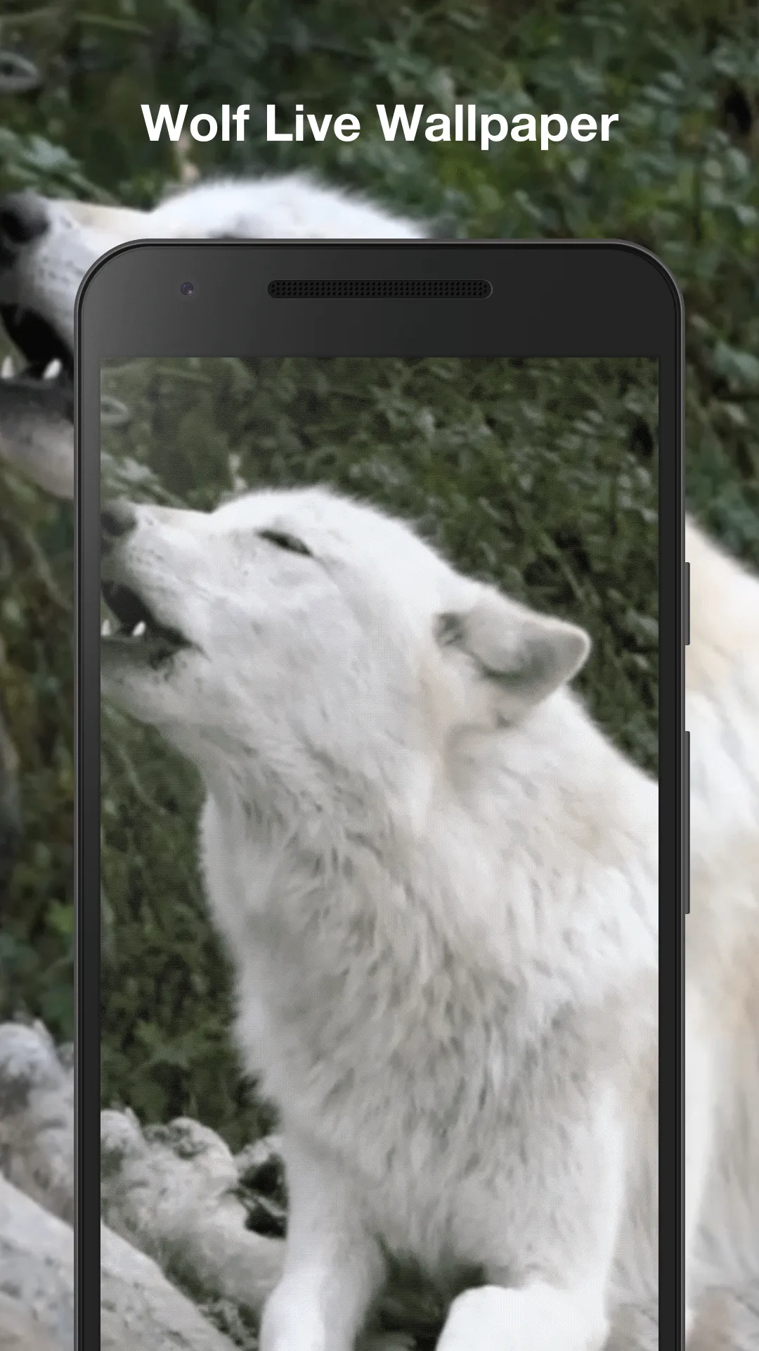 Wolf Live Wallpaper | Indus Appstore | Screenshot