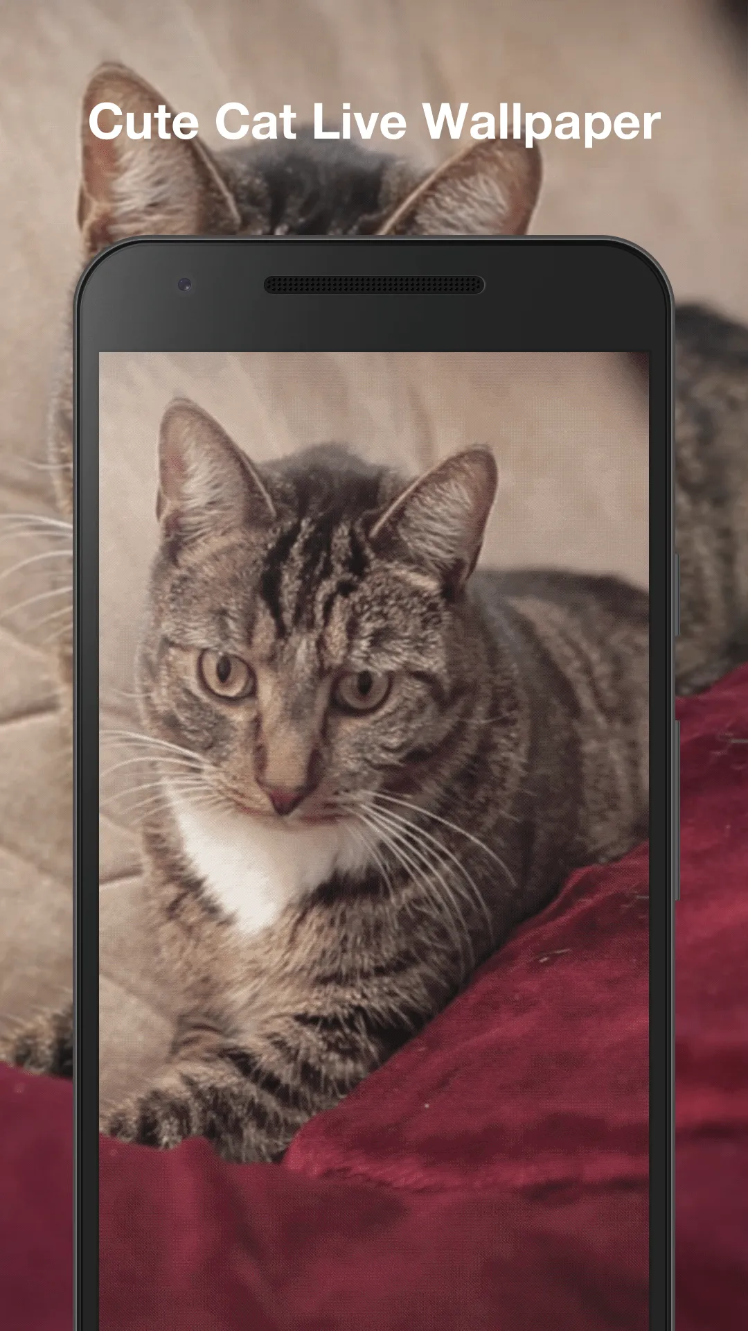 Cute Cat Live Wallpaper | Indus Appstore | Screenshot