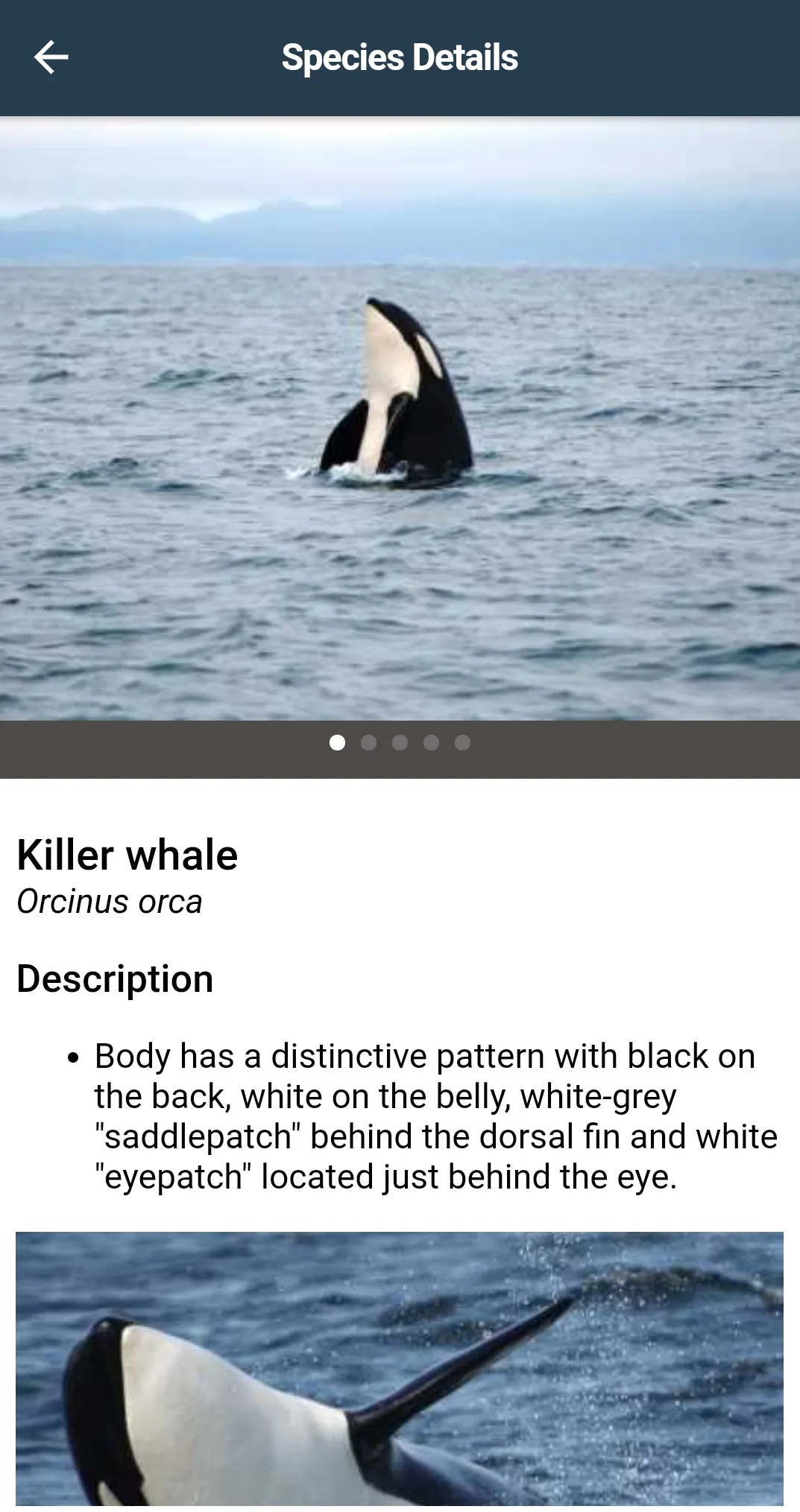 WhaleReport | Indus Appstore | Screenshot