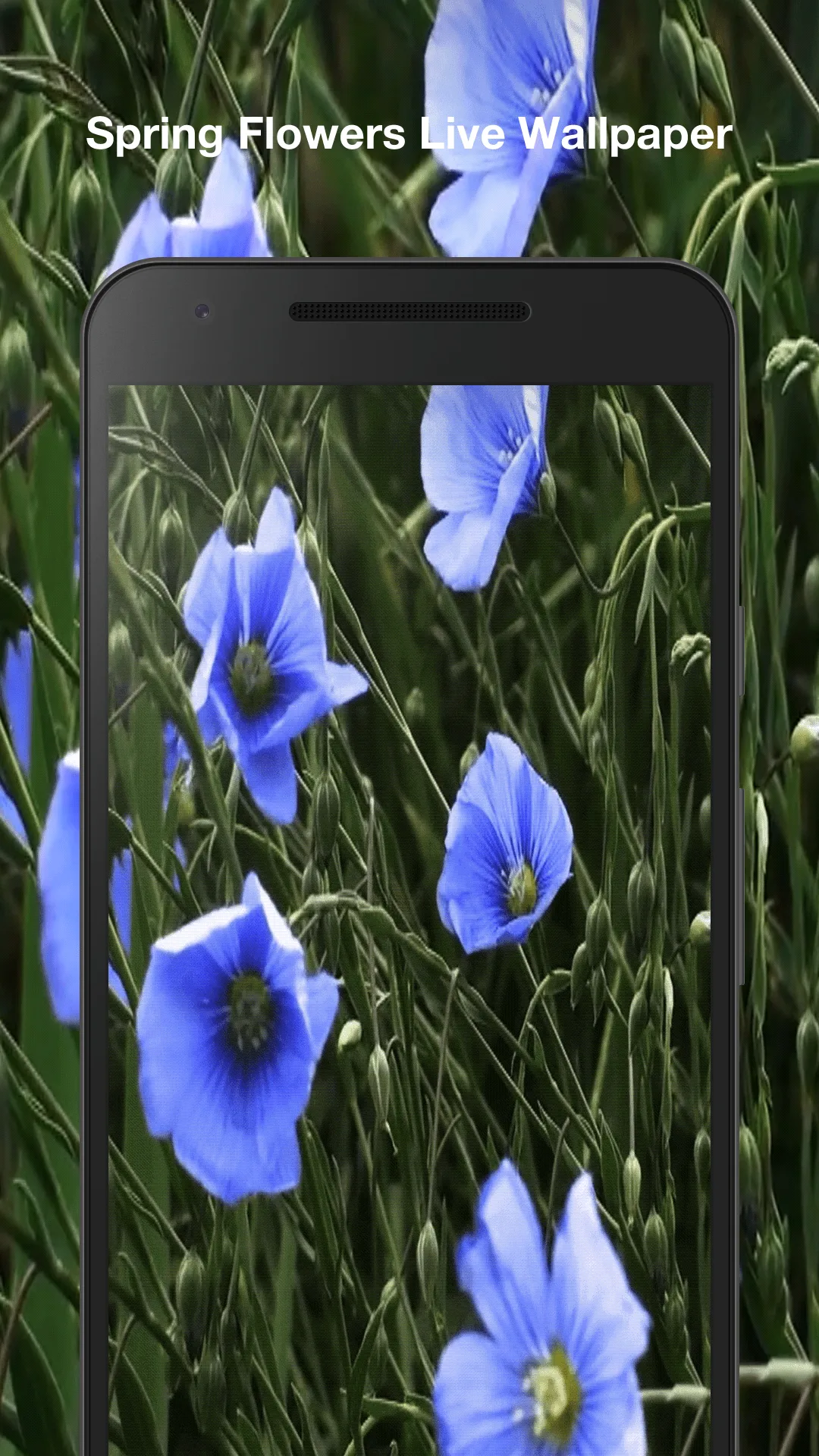 Spring Flowers Live Wallpaper | Indus Appstore | Screenshot