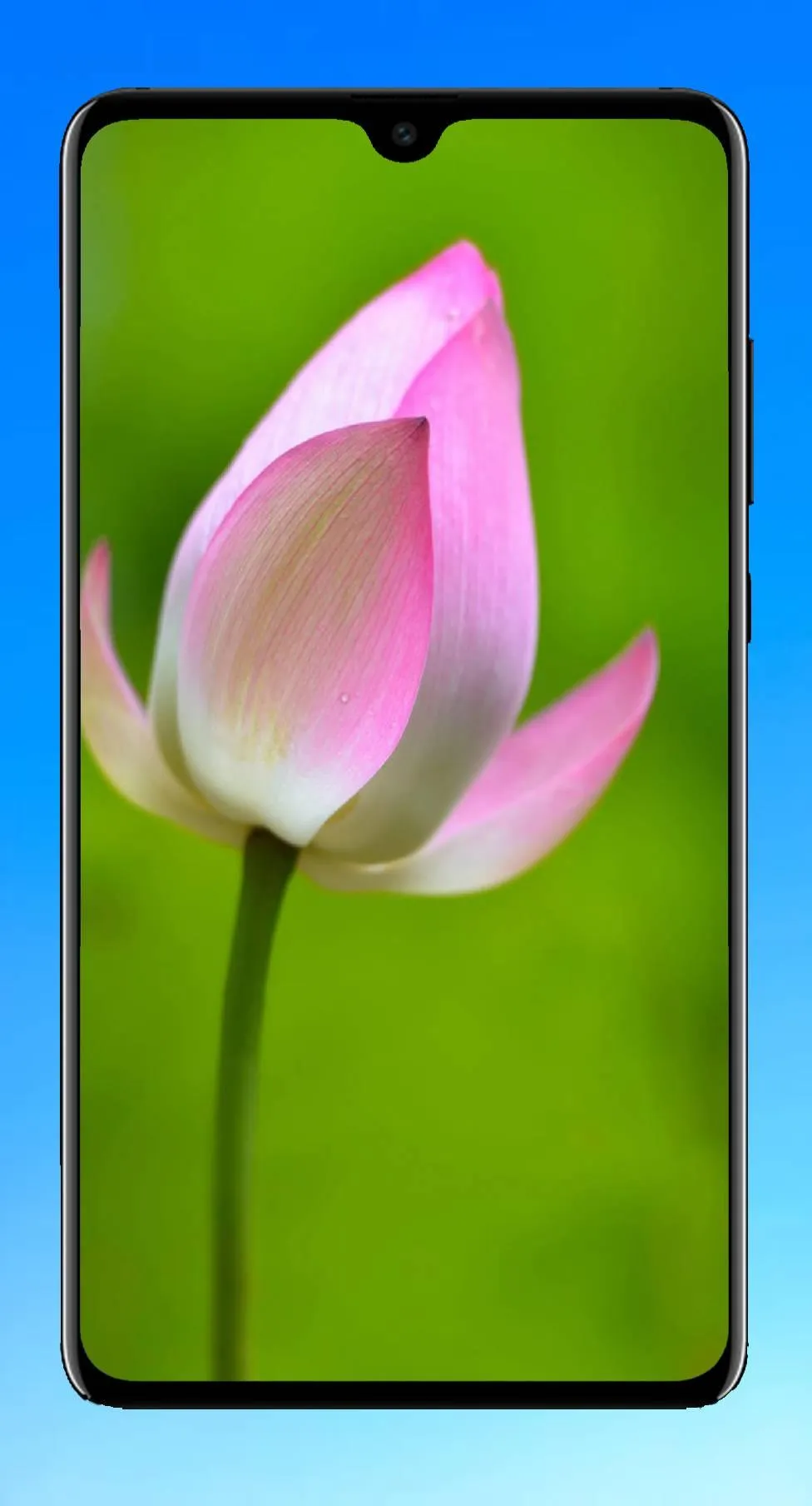 Lotus Wallpaper HD | Indus Appstore | Screenshot