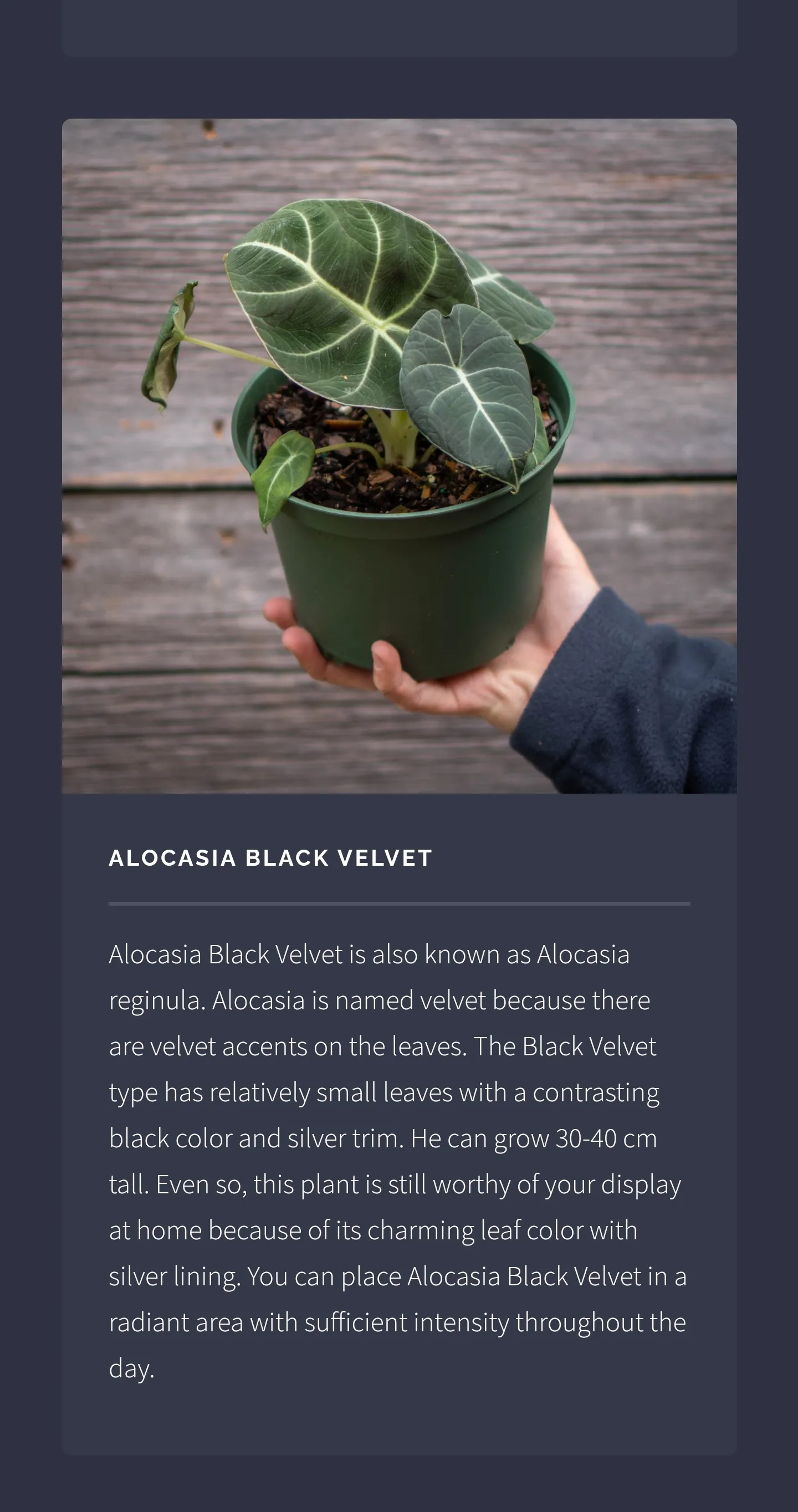 Alocasia Ornamental Plant Guid | Indus Appstore | Screenshot