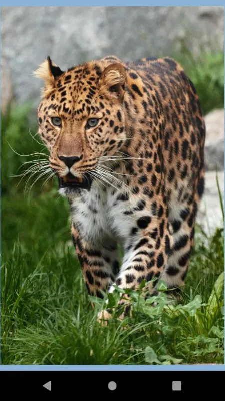 Leopard wallpaper: panther | Indus Appstore | Screenshot