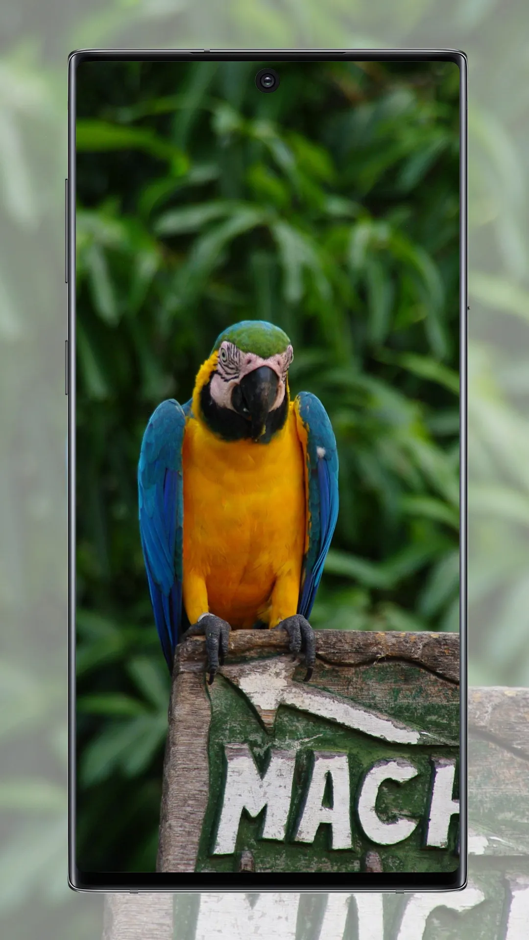 Cute Parrot Wallpaper | Indus Appstore | Screenshot