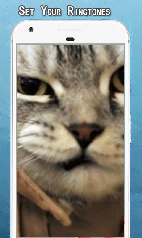 Cat Sounds Ringtone | Indus Appstore | Screenshot